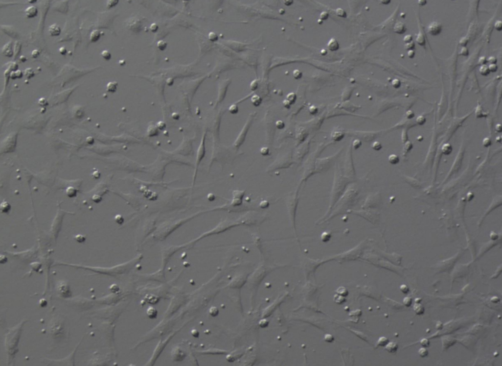 用于生物制品生产质控的fg级HEK293 HCD kit