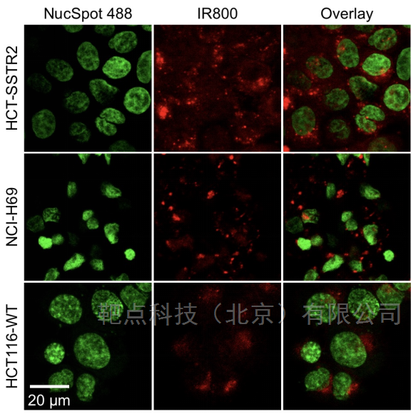 悬浮细胞免疫荧光专用玻片使用解决方案文献参考
