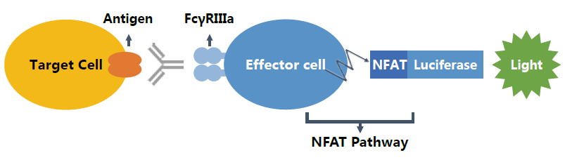 10-15min（一步）即可完成萤光素酶检测