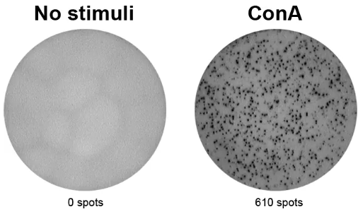 ELISpot Flex:小鼠IL-2(ALP)，超值价格助力科研