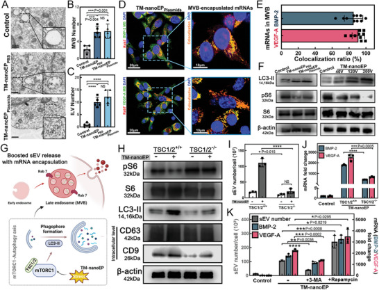 外泌体技术服务 外泌体技术服务