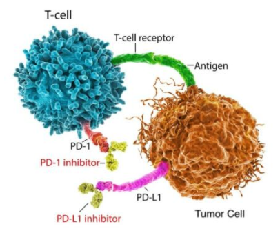 艾美捷BioXCell多种PD-1抗体解决方案