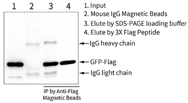 免疫沉淀对照IgG磁珠来啦！