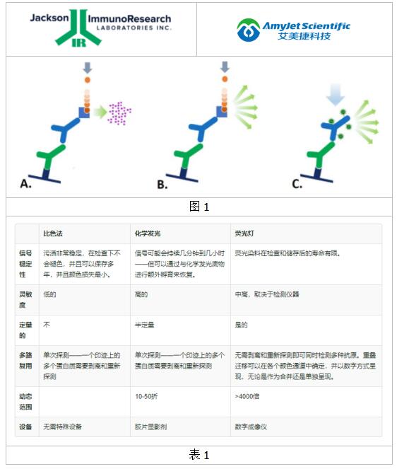Jackson ImmunoResearch 用于蛋白质印迹的偶联物方案