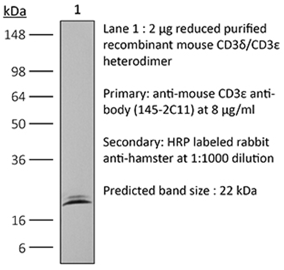 BioXcell特色推荐——InVivoMAb anti-human CD3