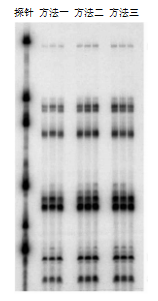 一杯奶茶的时间学会核糖核酸酶保护实验