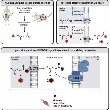 琥珀酸在肌肉组织中的旁分泌作用