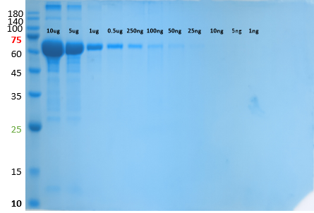 超敏蛋白快速染色液，2min显色，一步到位！