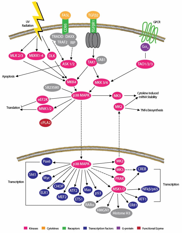 激动剂抑制剂全推荐——热门靶点p38 MAPK