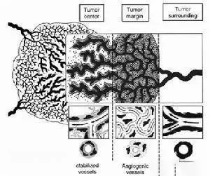 实验技巧 | 血管生成实验—肿瘤项目必做实验之一