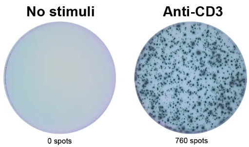 ELISpot Pro:人IFN-γ(HRP)，年中大促！
