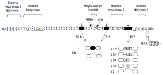 重组人纤连蛋白你知多少？