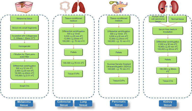 组织外泌体提取