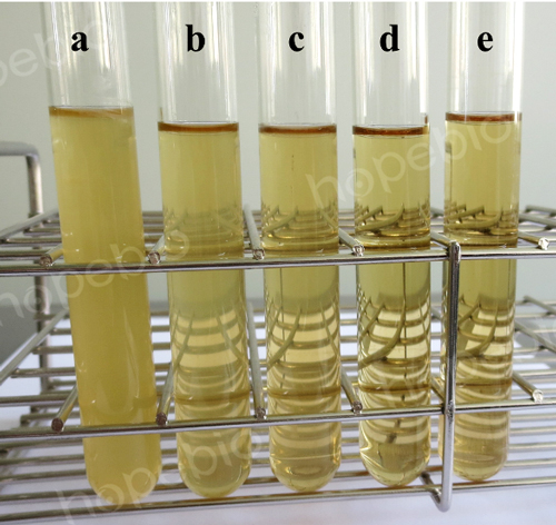 胆盐乳糖培养基原理及实验现象(青岛海博生物原创)