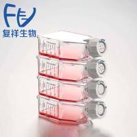 人II型肺泡上皮细胞