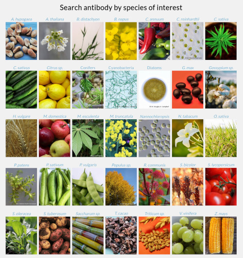 What does confirmed or predicted reactivity of an antibody mean?