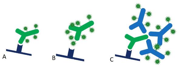 Jackson丨艾美捷Jackson直接和间接免疫印迹法方案