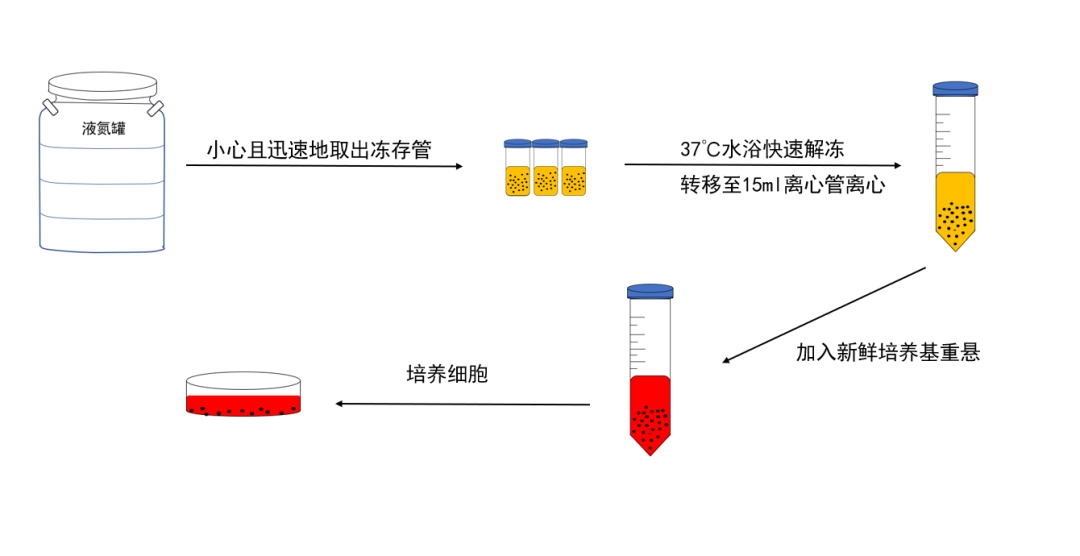 高效复苏细胞的秘诀