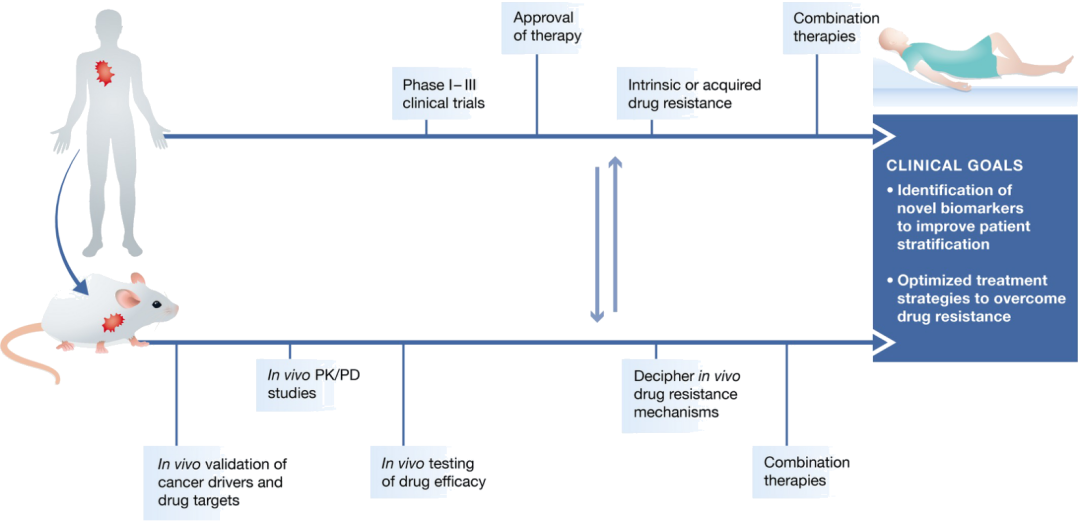 世界癌症日 | 小鼠肿瘤模型大盘点