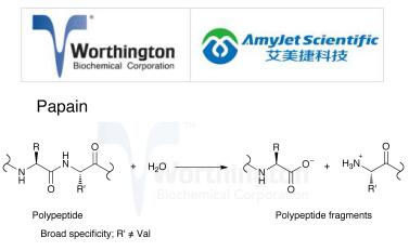 Worthington艾美捷木瓜蛋白酶的说明及应用
