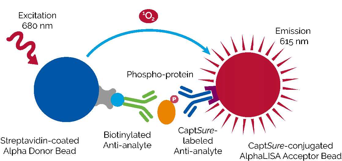 AlphaLISA®和HTRF®技术pSHP-2检测试剂盒