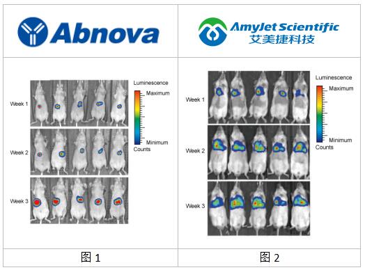Abnova丨Abnova 异种原位移殖肿瘤模型解决方案 Abnova丨Abnova 异种原位移殖肿瘤模型解决方案