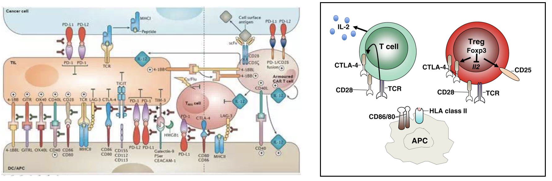 BioXcell特色产品推荐66： 免疫检查点靶点之CTLA-4