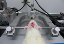 影响rAAV实现体内基因操作实验结果的关键