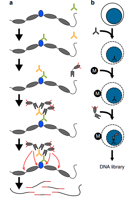 CUT&Tag优于ChIP-Seq的关键竟是它？