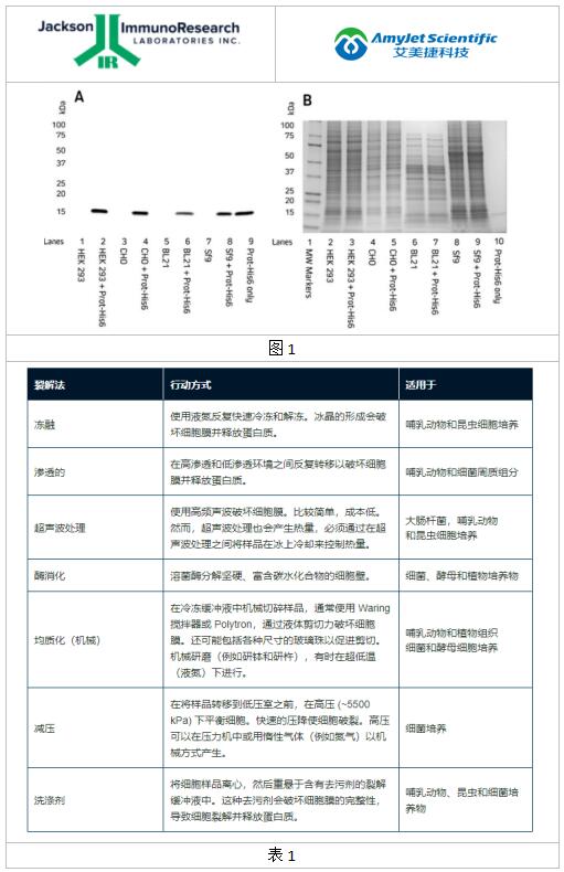Jackson公司蛋白质裂解和溶解、裂解缓冲液研究