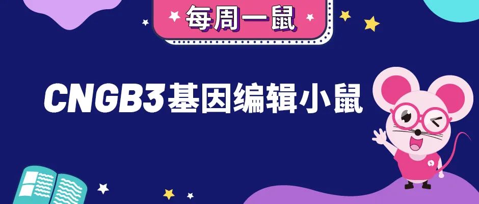 助力全色盲基因治疗研究——CNGB3基因编辑小鼠【每周一鼠】