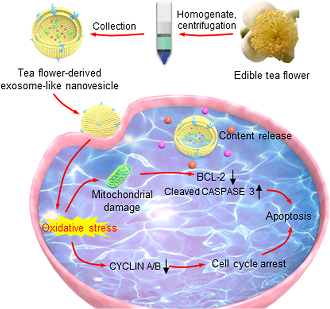茶花外泌体能抑制转移性乳腺癌？！这样14分＋文章你也能发！ 