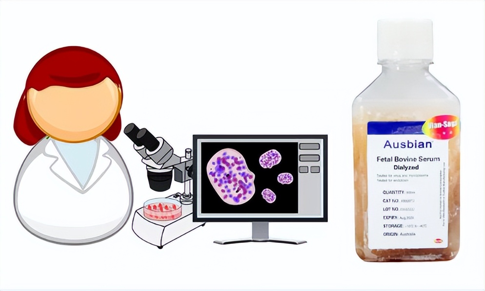 细胞培养中常用血清种类有哪些？