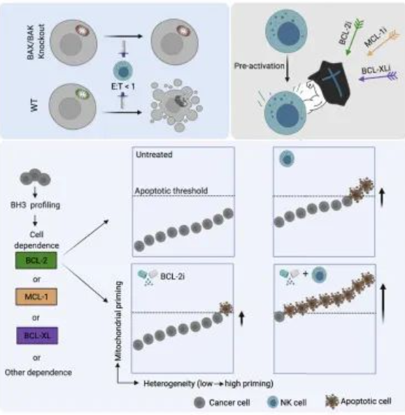 线粒体凋亡途径是提高 NK 细胞杀伤效果的关键