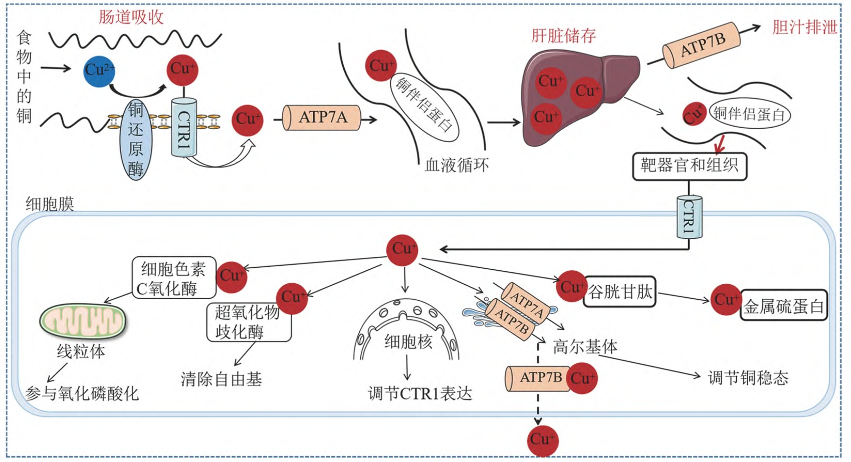 国自然热点研究 | 细胞铜死亡与癌症治疗