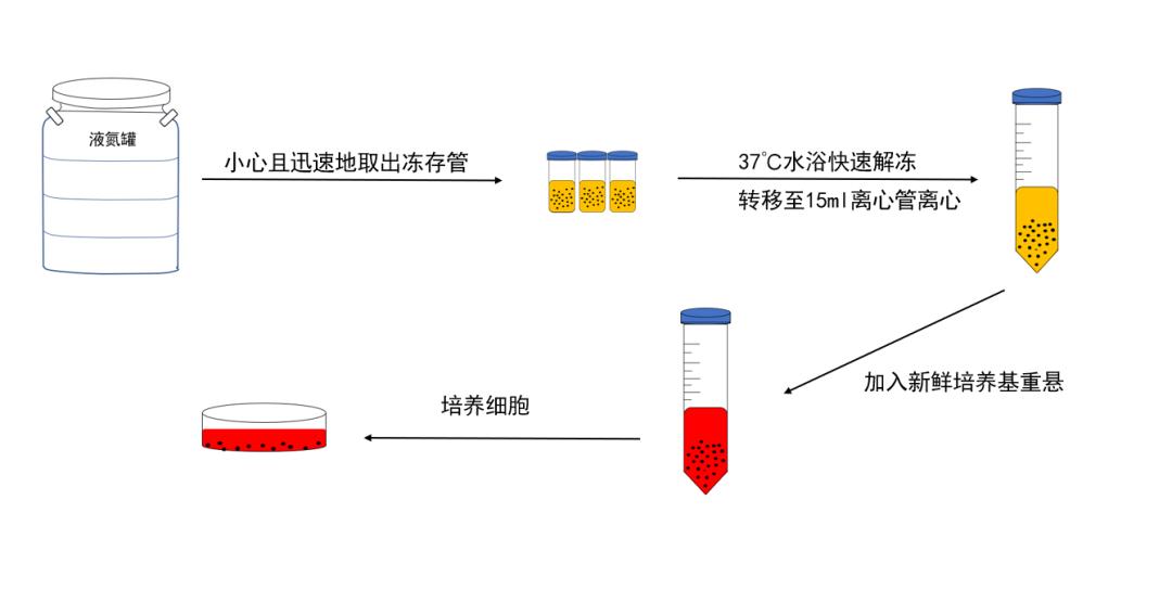 细胞复苏流程及注意事项