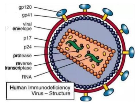 慢病毒浓缩试剂盒——快速、简便浓缩慢病毒颗粒