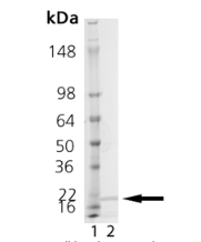 中英文说明丨艾美捷Enzo人重组钙调蛋白 中英文说明丨艾美捷Enzo人重组钙调蛋白