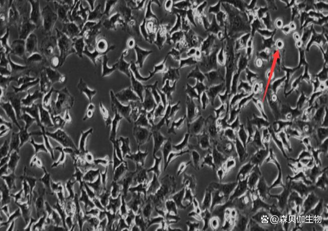 如何正确查看细胞状态？