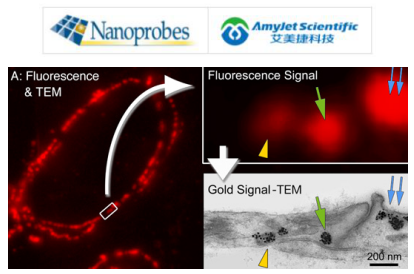 Nanoprobes艾美捷氟纳米金™ 结合物 Nanoprobes艾美捷氟纳米金™ 结合物