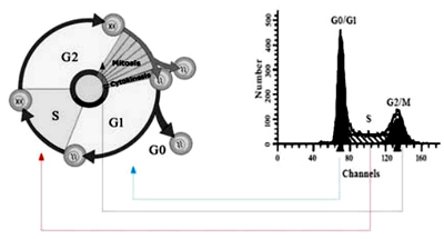 细胞周期检测试剂盒