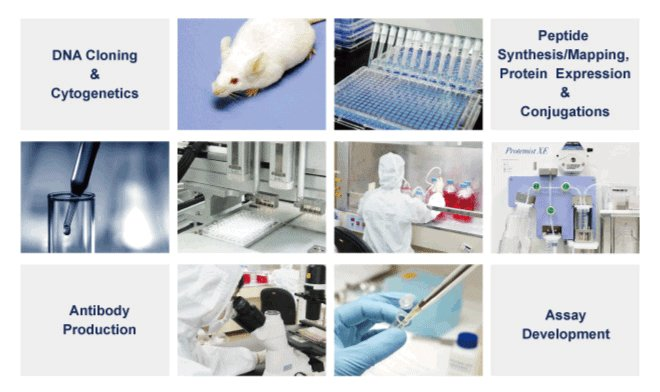 Abnova多样化定制服务——抗体、蛋白、多肽、FISH探针等