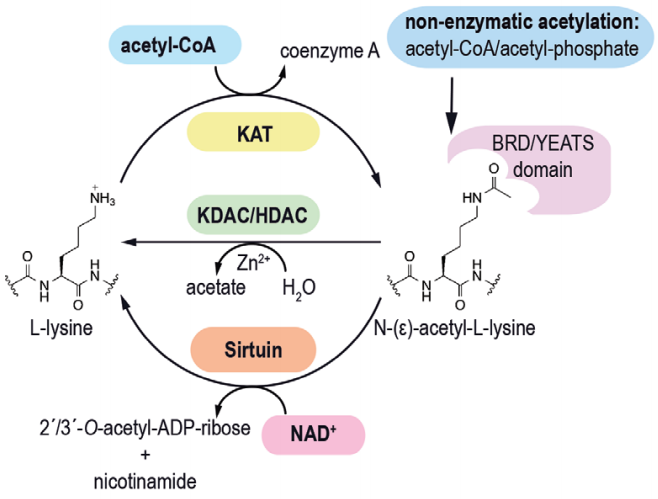 修饰专栏 | 揭开乙酰化修饰的神秘面纱
