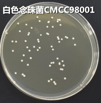 酪胨琼脂培养基的使用原理及方法(青岛海博生物原创)