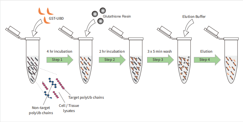 分子互作 | 蛋白-蛋白互作专题之GST pull-down