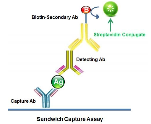 AAT Bioquest-HRP-链霉抗生物素蛋白偶联物现货促销啦