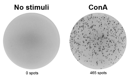 ELISpot Plus:小鼠IL-4(ALP)-超值促销！