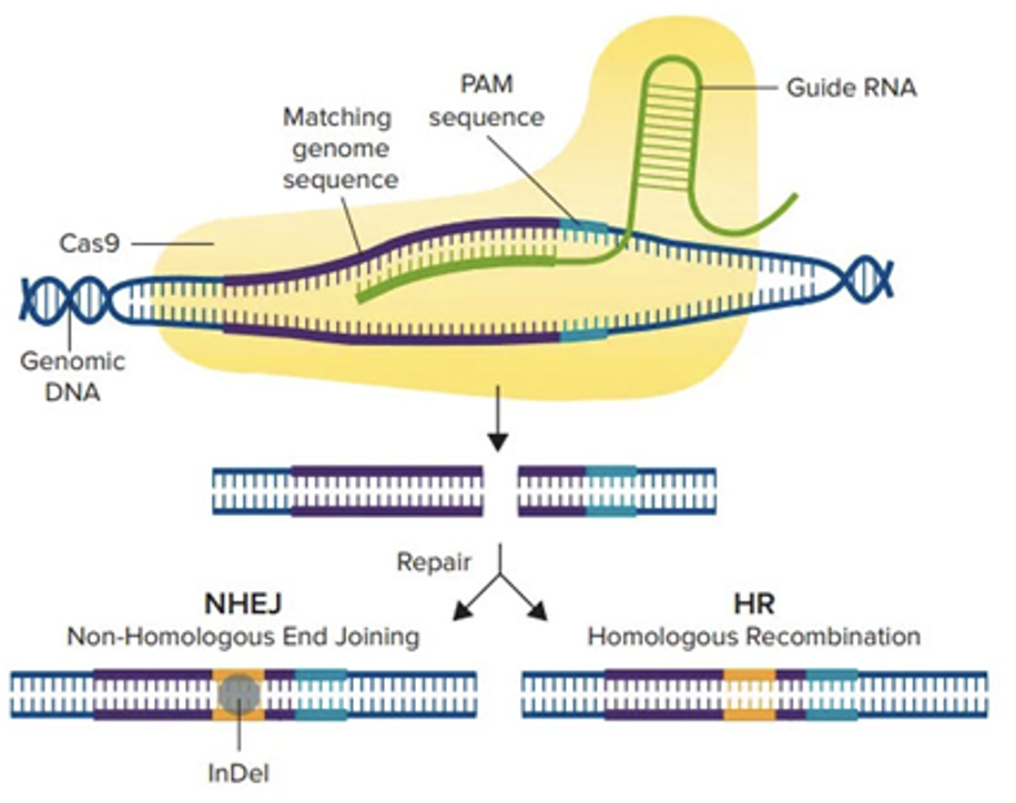 类器官crispr-cas9基因编辑及慢病毒转染实验方法