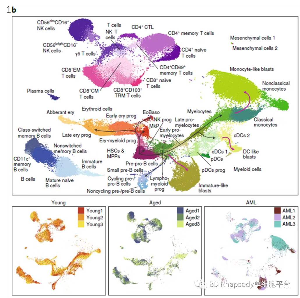 BD Rhapsody AbSeq + WTA + TTA + SMK + FACS Aria II助力白血病研究