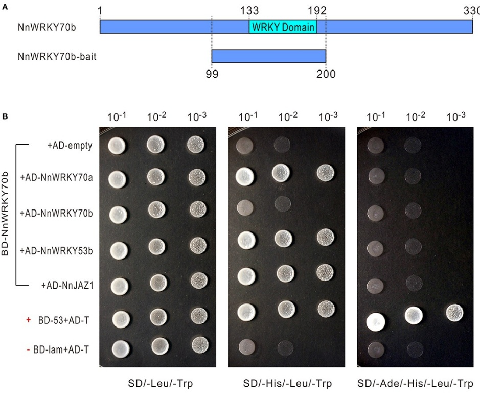 分子互作 | 酵母双杂交应用